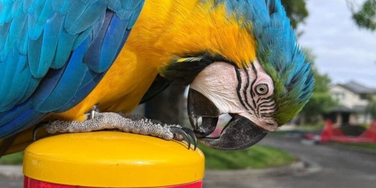 Why Leia Blue Macaw And Red Macaw Is A Must At The Very Least Once In Your Lifetime